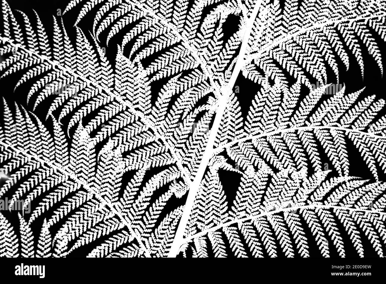 Inverted black and white close-up photography series of detail of tree fern leaves Stock Photo
