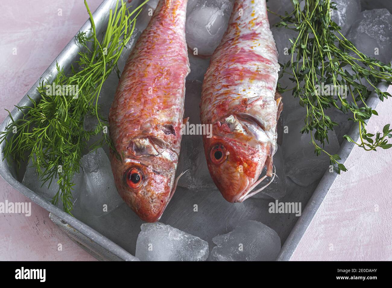 From above of raw Mullus fish placed in metal dish with ice cubes and ...