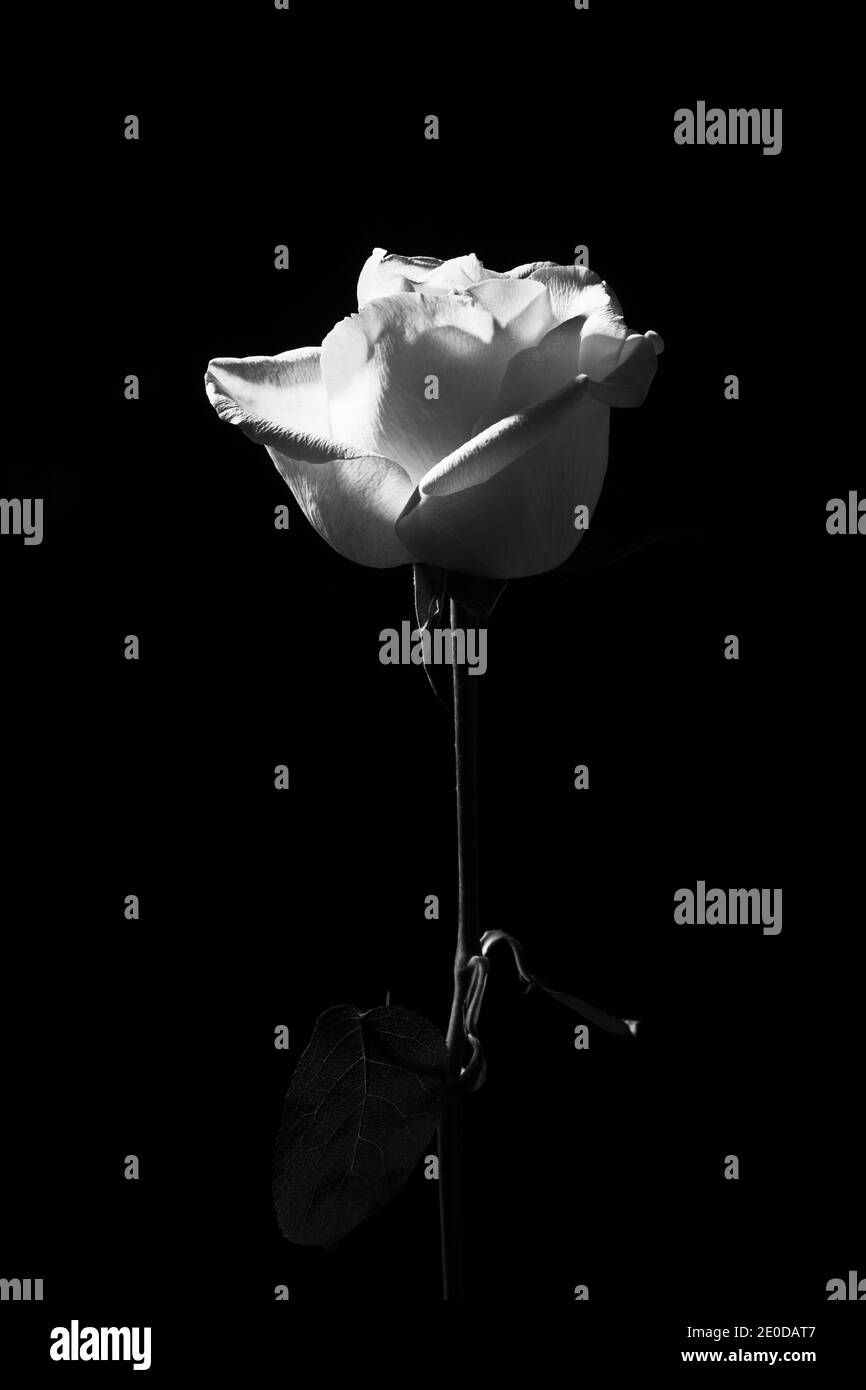 Black and white of gentle blossoming rose flower on dark background in studio Stock Photo