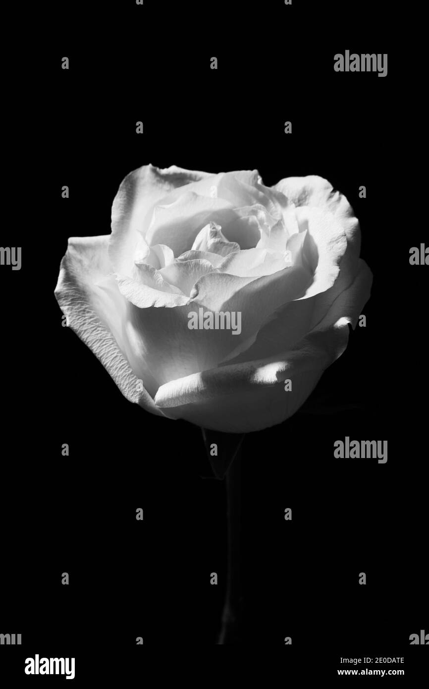 Black and white of gentle blossoming rose flower on dark background in studio Stock Photo