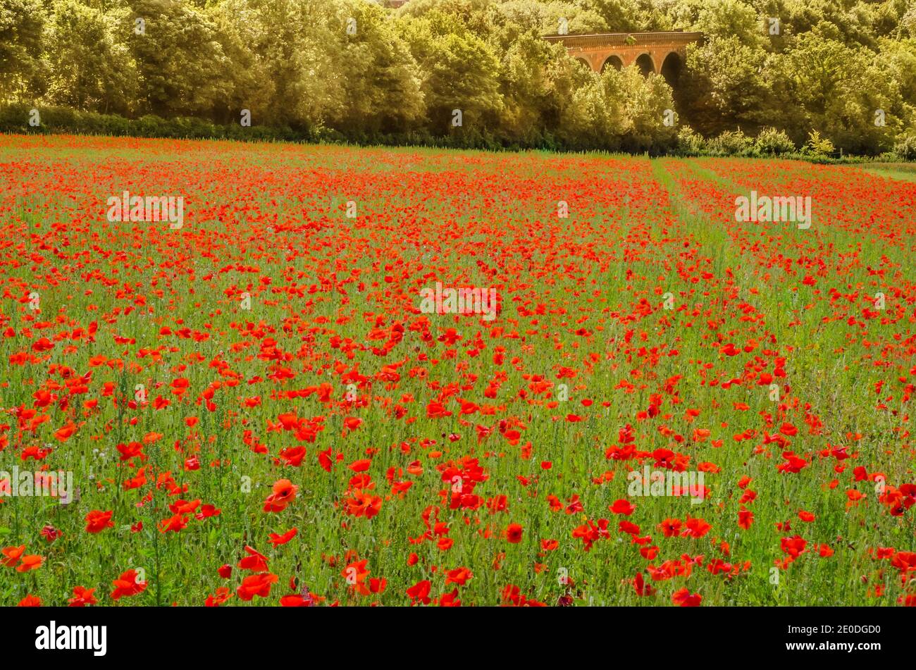 Eynsford Poppy field and viaduct Stock Photo