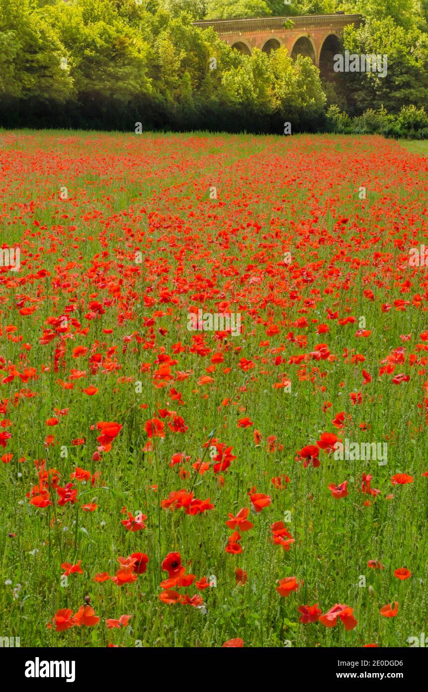 Eynsford viaduct and Poppy field Stock Photo