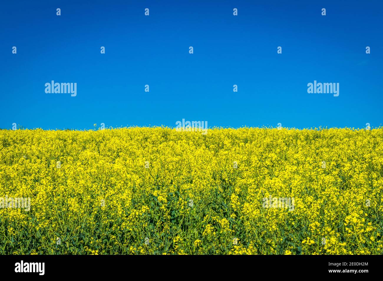 Rape field blue sky Stock Photo - Alamy