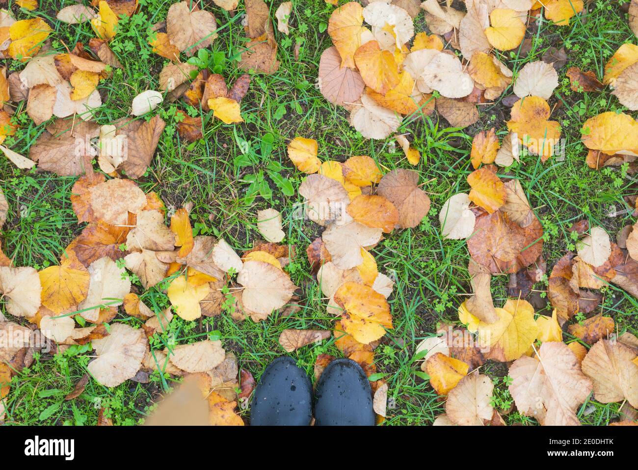 Autumn fall colorful yellow and brown leaves on the grass with woman boots and yellow rain jacket Stock Photo