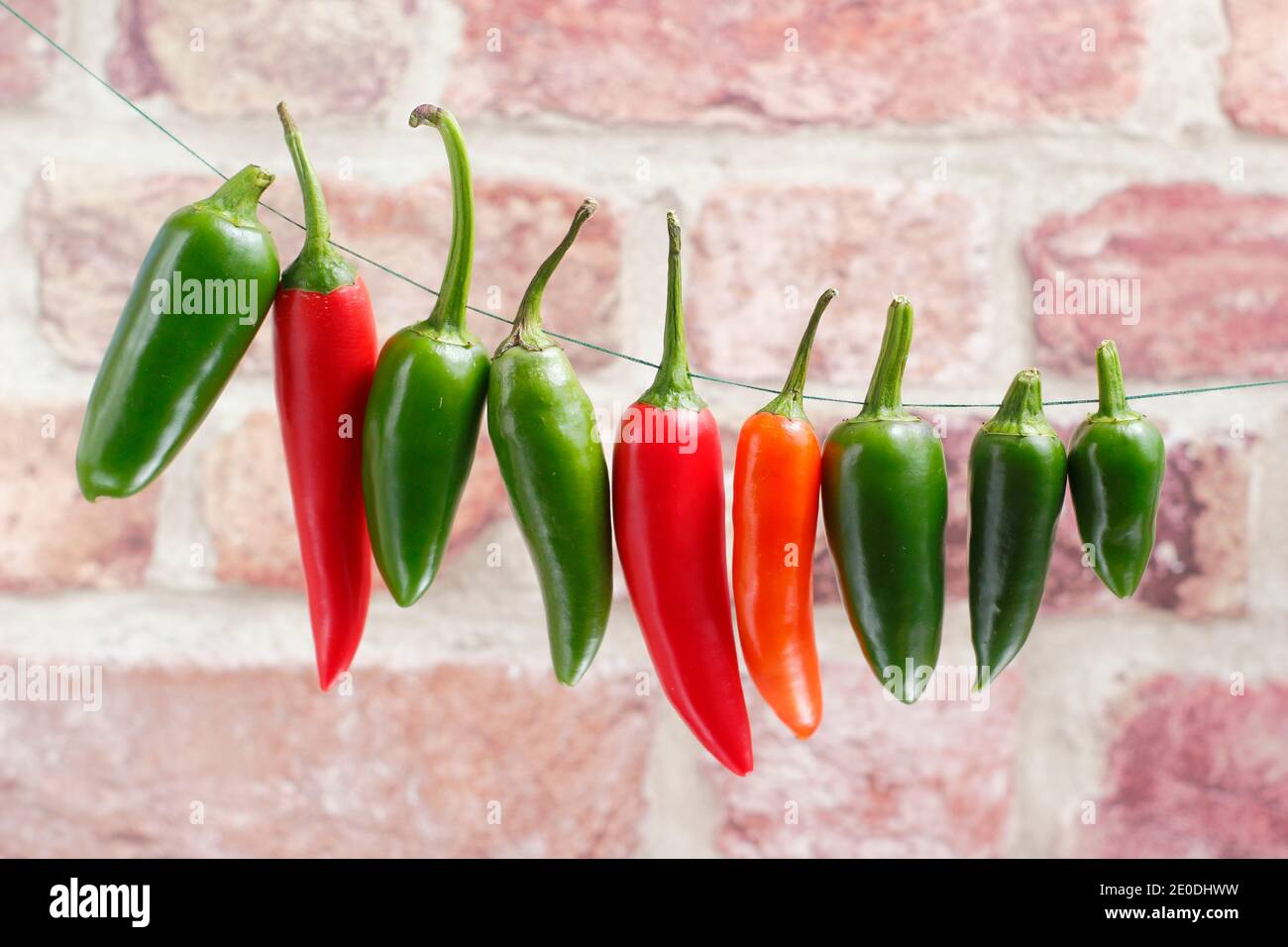 Drying chillies. Drying chilli peppers. Chilli peppers strung to dry in a warm well ventilated spot. UK Stock Photo