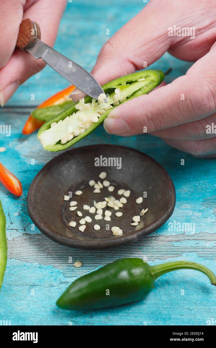 Saving chilli pepper seeds. Scraping seed from fresh jalapeno peppers to store for future sowing. UK Stock Photo