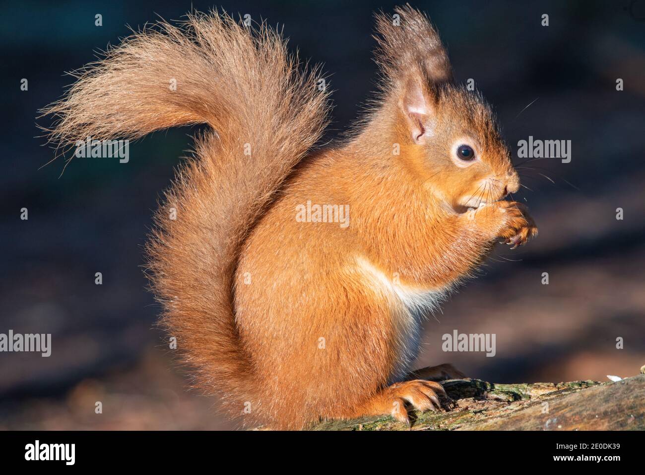 Eurasian Red Squirrel (Sciurus vulgaris), Carnie Woods, Aberdeenshire, Scotland UK Stock Photo