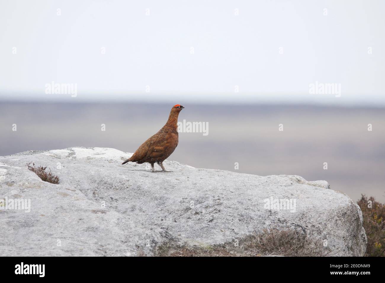 Male Red Grouse stood on a rock (Lagopus lagopus scoticus) in heather moorlands at Ladybower, Derbyshire, UK Stock Photo