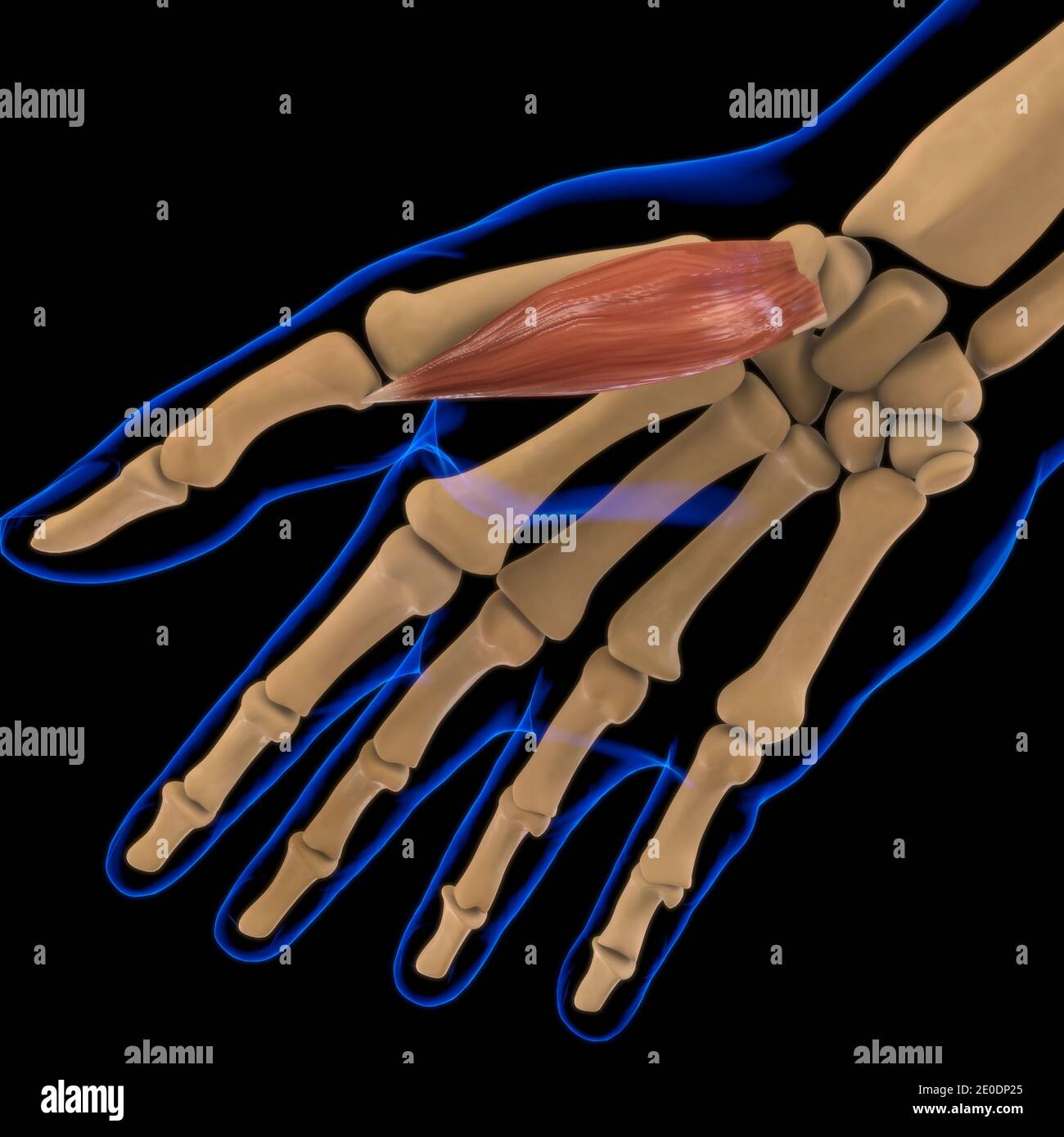 3D Illustration, Muscle is a soft tissue, Muscle cells contain proteins , producing a contraction that changes both the length and the shape Stock Photo