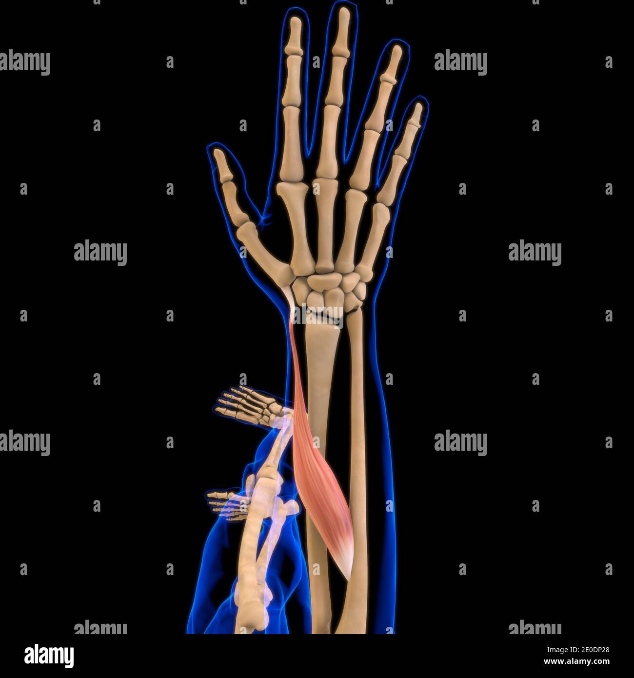 3D Illustration, Muscle is a soft tissue, Muscle cells contain proteins , producing a contraction that changes both the length and the shape Stock Photo