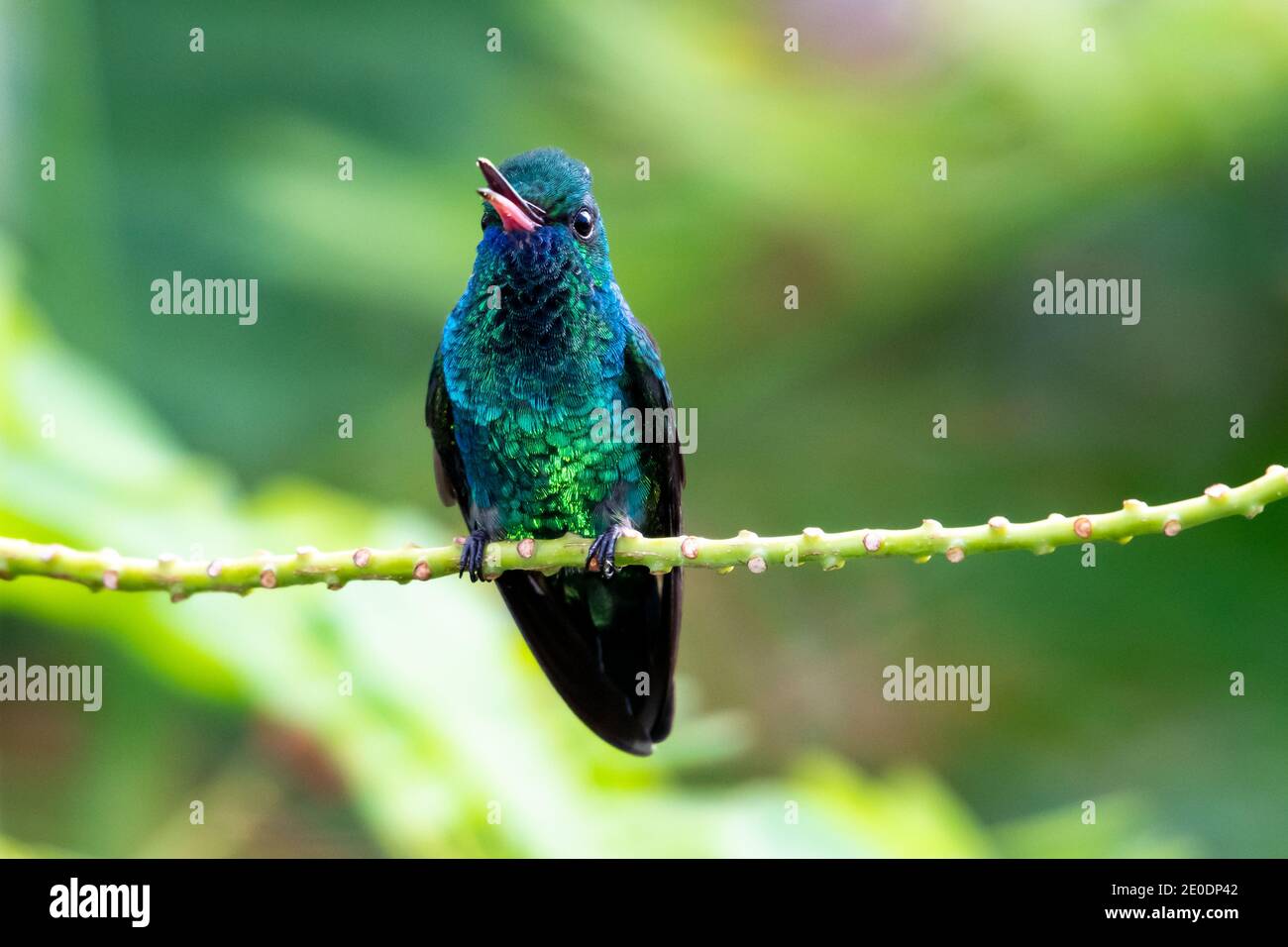 A Blue-chinned Sapphire chirping on a perch looking at camera. tropical bird in a garden. Hummingbird with beak open. Bird singing. Stock Photo