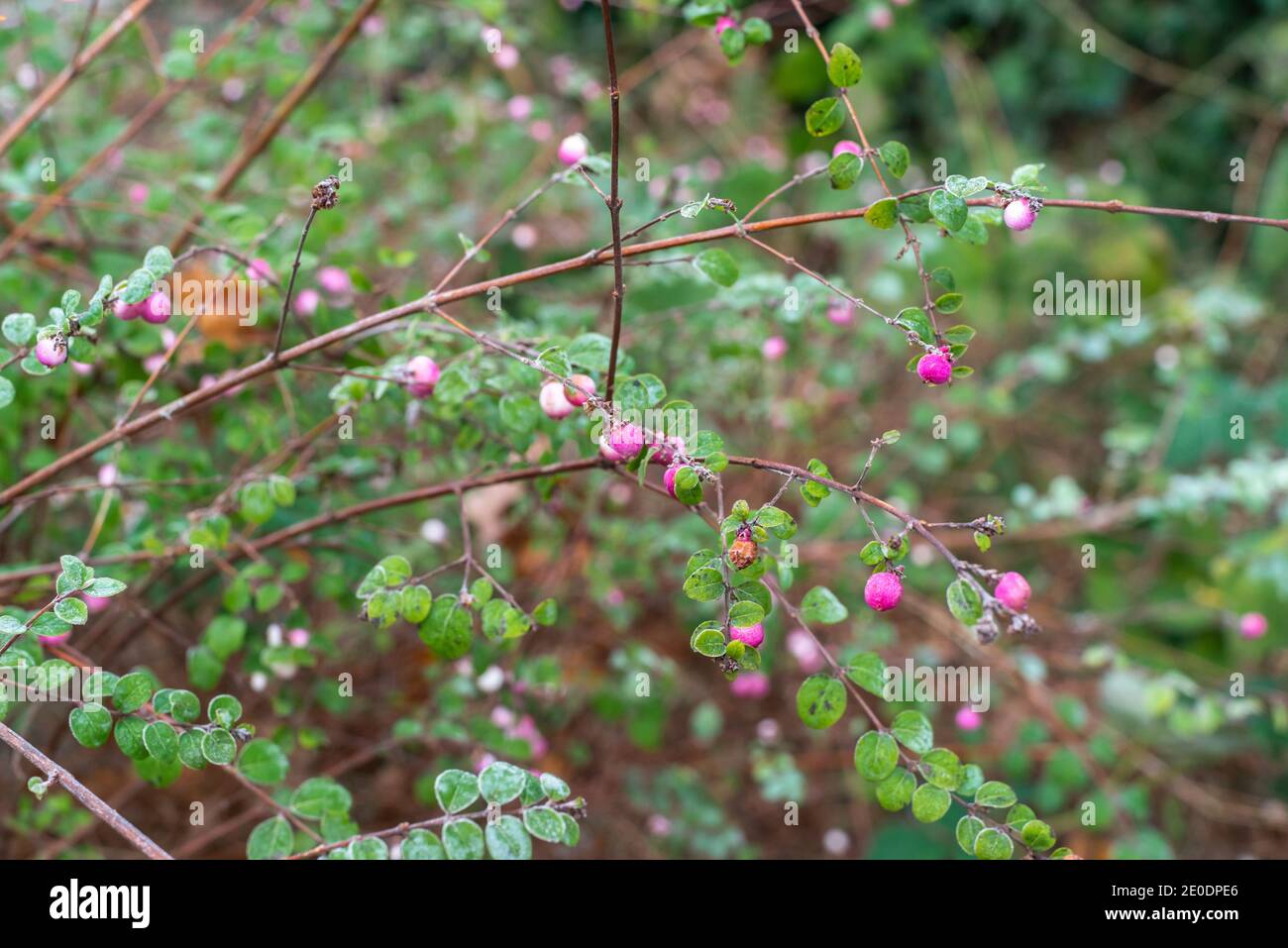 Branches of the common pink Snowberry bush (Symphoricarpos albus) with pink berries during winter frost in Southern England, Hampshire, UK Stock Photo
