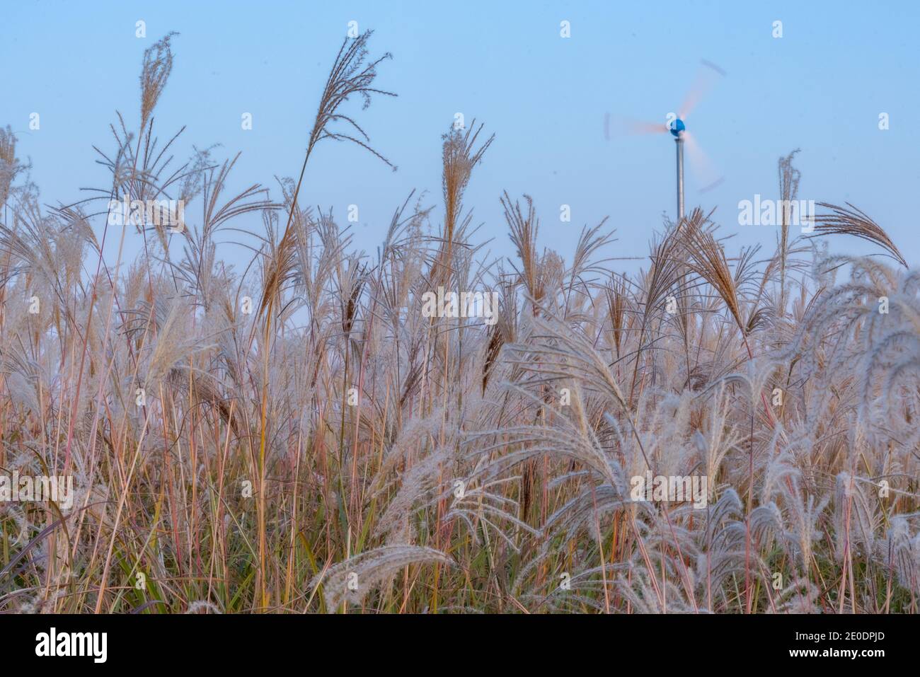 Page 3 Haneul Park High Resolution Stock Photography And Images Alamy