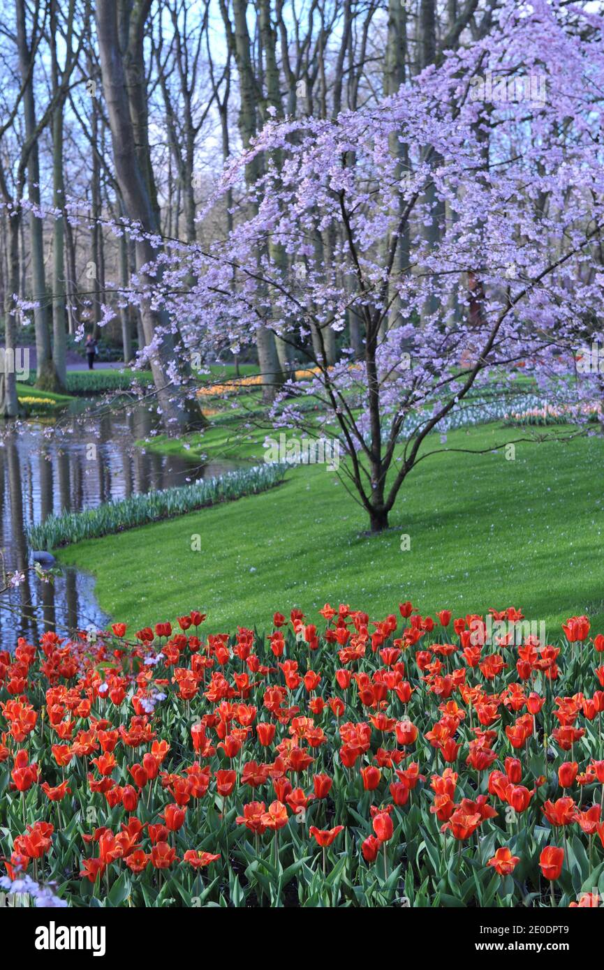 Orange-red Kaufmanniana tulips (Tulipa) Early Harvest bloom in a garden in April with a cherry blossom and a pond at background Stock Photo