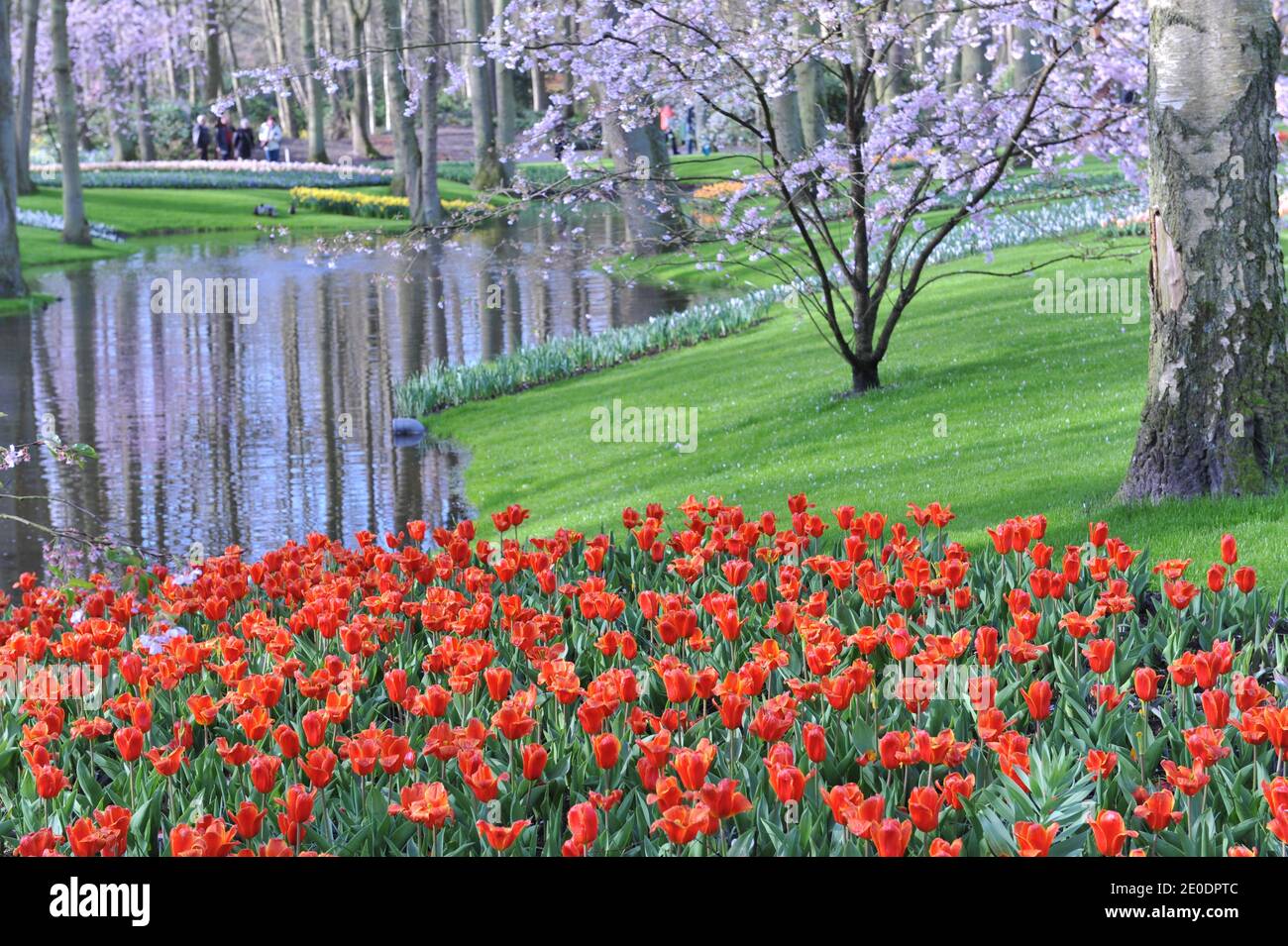 Orange-red Kaufmanniana tulips (Tulipa) Early Harvest bloom in a garden in April with a cherry blossom and a pond at background Stock Photo