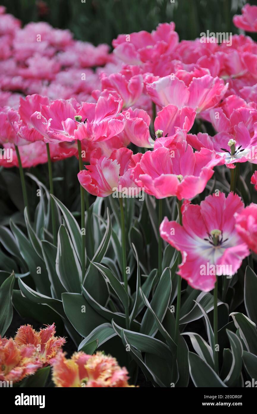 Pink and white parrot tulips (Tulipa) Elsenburg with variegated leaves bloom in a garden in April Stock Photo