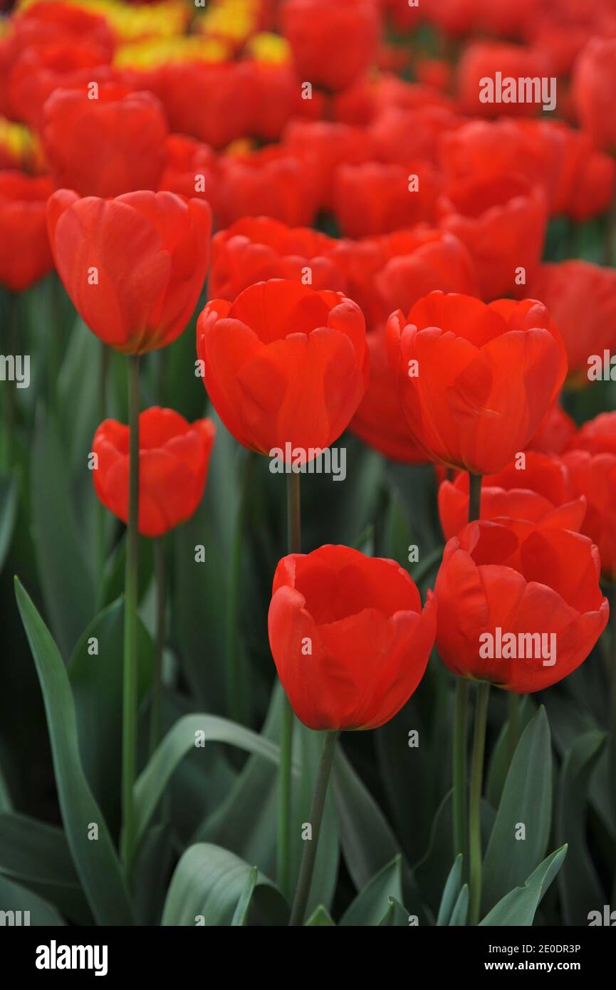 Red Darwin Hybrid tulips (Tulipa) Esmee bloom in a garden in April