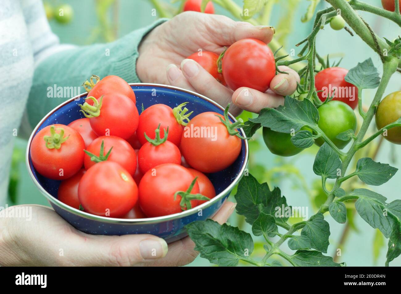 Solanum lycopersicum. Woman picking homegrown 'Alicante' tomatoes into a colander in a back garden polytunnel. UK Stock Photo