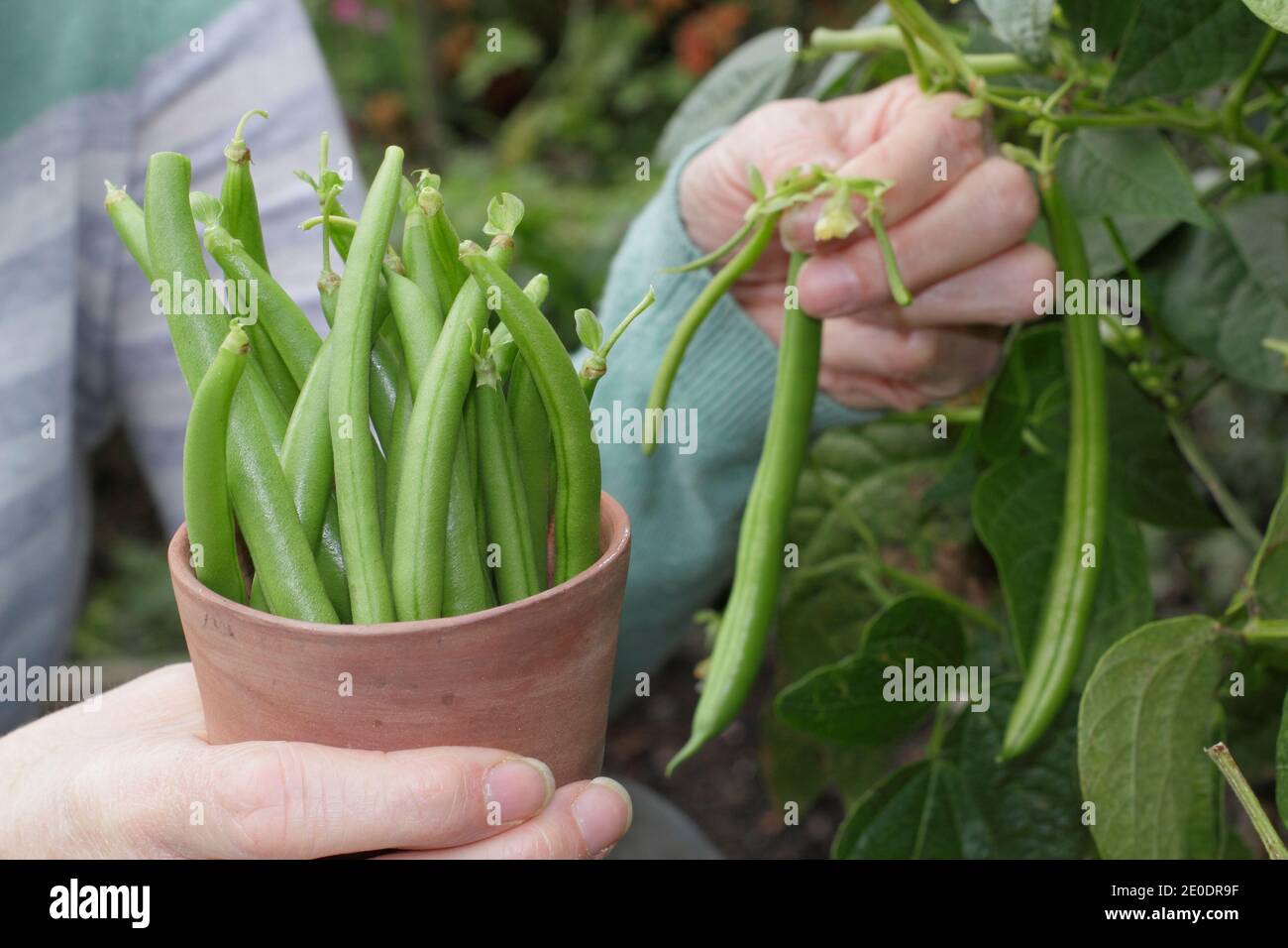 harvest-french-bean-uk-hi-res-stock-photography-and-images-alamy
