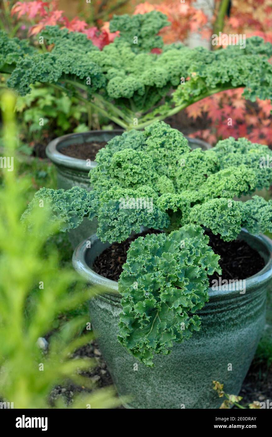 Brassica oleracea 'Dwarf Green Curled'. Curly kale plants growing in