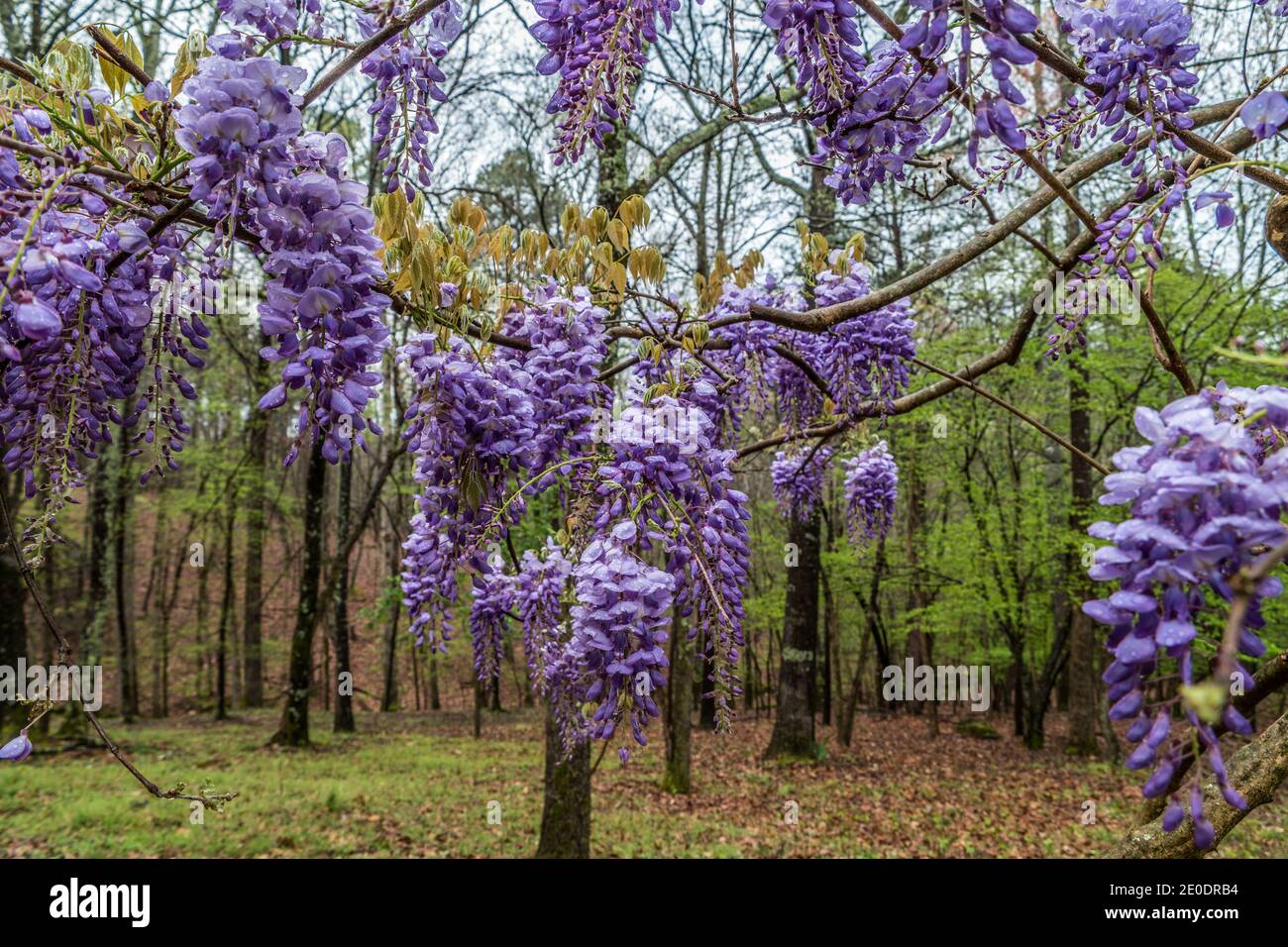 Looking through the blooming purple wisteria flowers hanging on a vine with the woodlands in the background on a cloudy day after the rain in springti Stock Photo