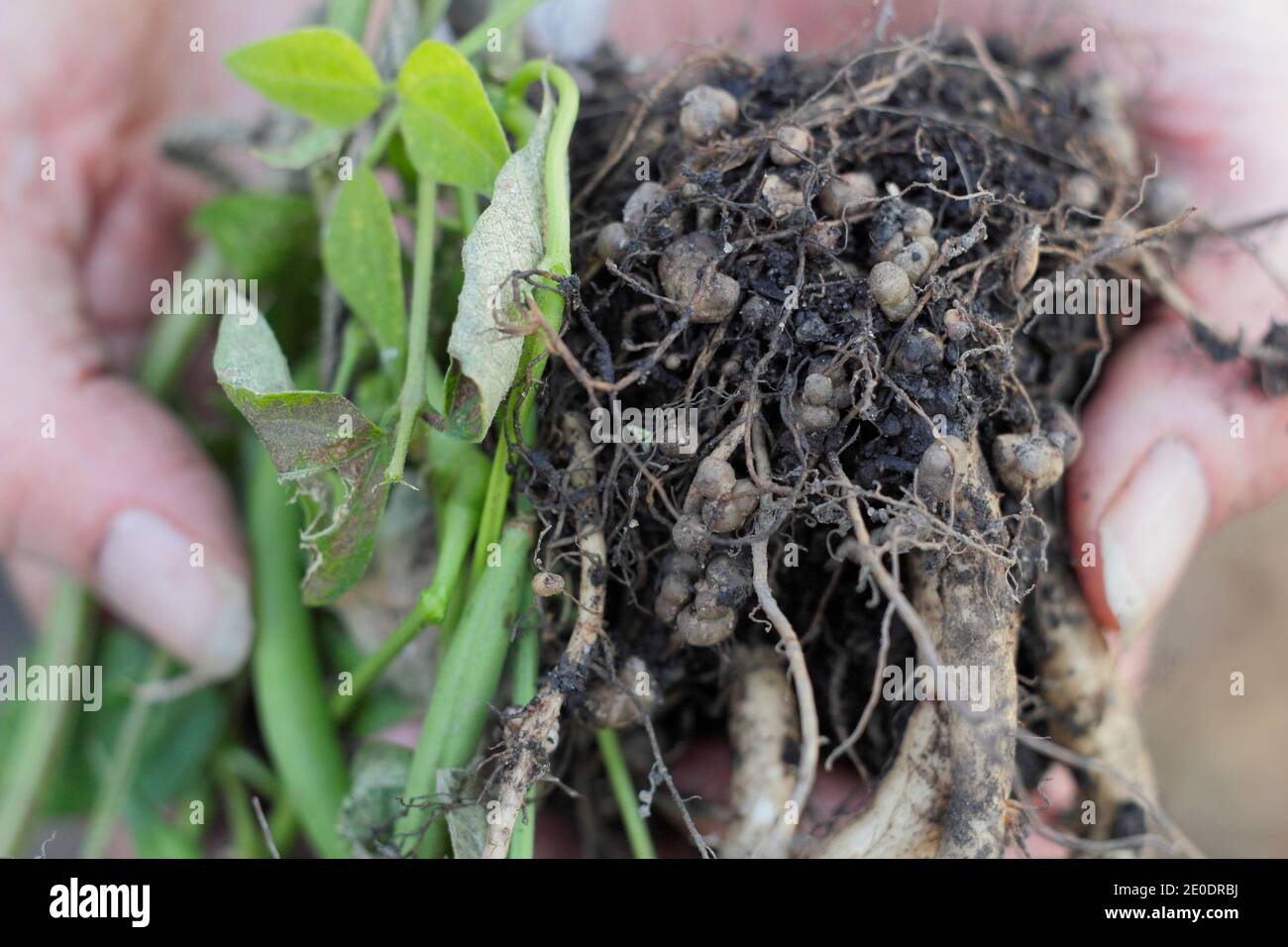 Nitrogen fixation. Nitrogen fixing nodules in the root system of a runner bean plant developed in symbiotic relationship with soil bacteria, rhizobia. Stock Photo