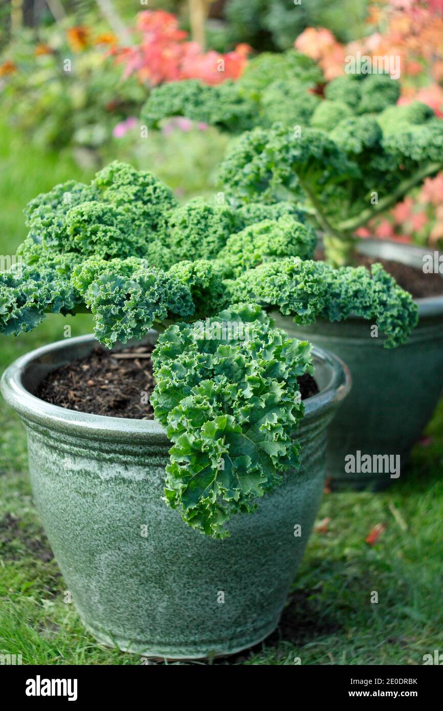 Brassica oleracea 'Dwarf Green Curled'. Curly kale plants growing in
