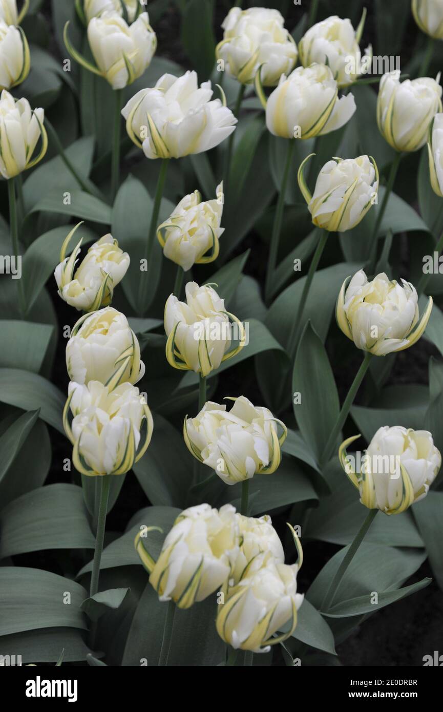 White double Fosteriana tulips White Valley (Exotic Emperor) bloom in a garden in April Stock Photo