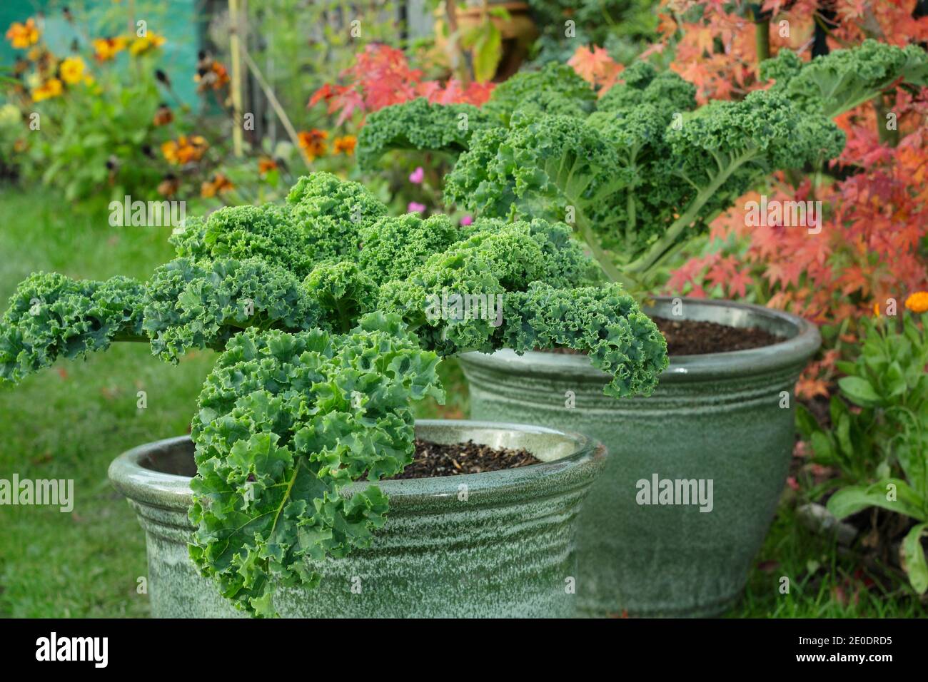 Brassica oleracea 'Dwarf Green Curled'. Curly kale plants growing in