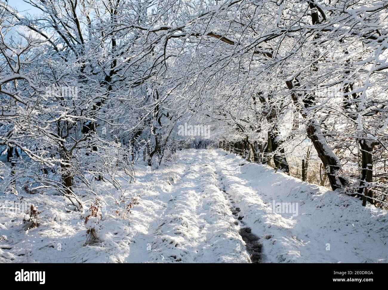 Morning walk through an avenue of trees after an overnight fall of snowfall, West Lothian, Scotland. Stock Photo