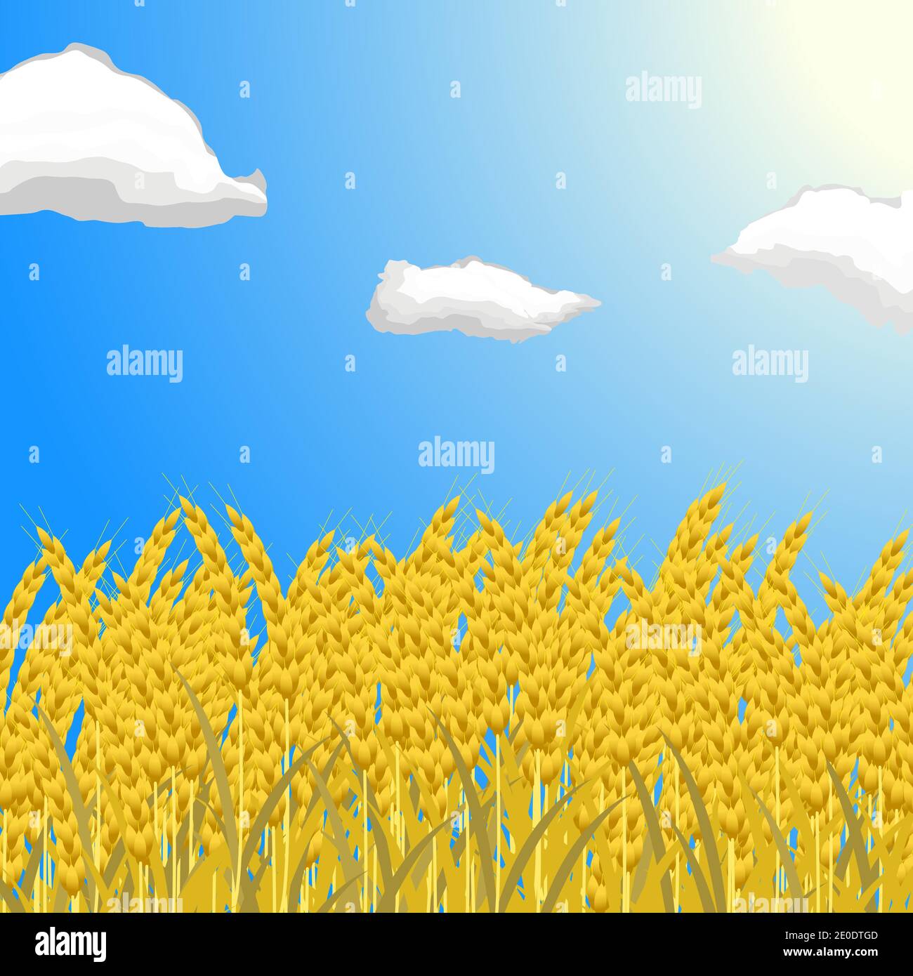 A field with ripe ears of wheat against a blue sky with clouds. Stock Vector