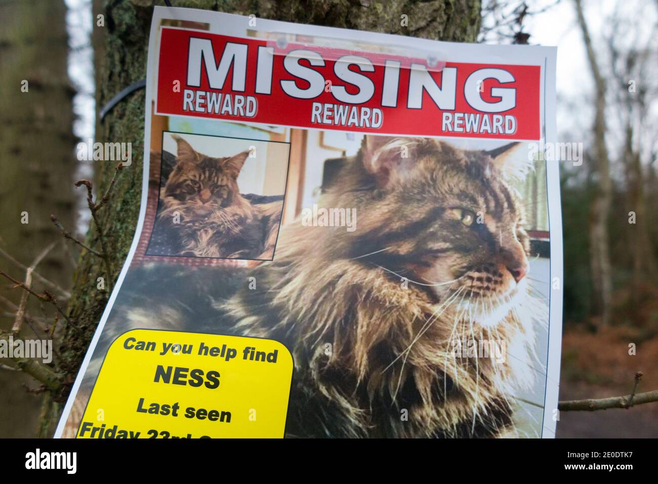 Poster for a lost, missing, or possibly stolen pedigree cat / pet which offers a financial reward money for safe return. The name and numbers shown have been digitally altered. UK (122) Stock Photo