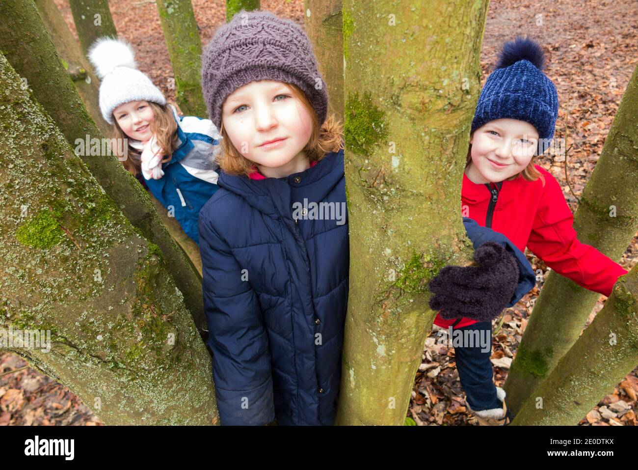 Children / kids / kid / girls climb in low trees branches as part of Forest School;  a winter day in woodland woods on West End Common, Esher, Surrey. England UK. (122) Stock Photo