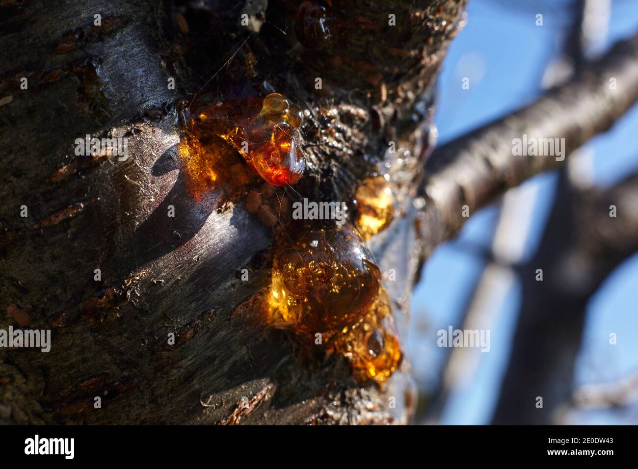 tree disease on the trunk. Stock Photo