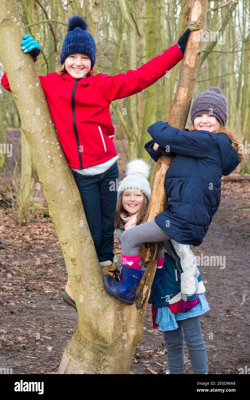 Children / kids / kid / girls climb in low trees branches as part of Forest School;  a winter day in woodland woods on West End Common, Esher, Surrey. England UK. (122) Stock Photo