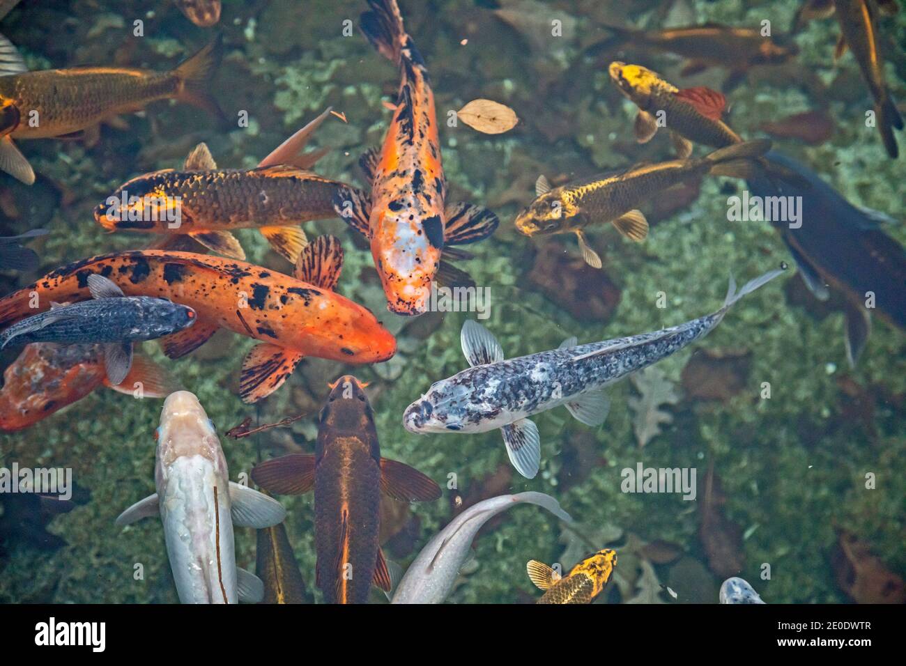 Detroit, Michigan - Koi swim in the Lily Pond at the Ann Scripps Whitcomb Conservatory and the Belle Isle Aquarium. Stock Photo