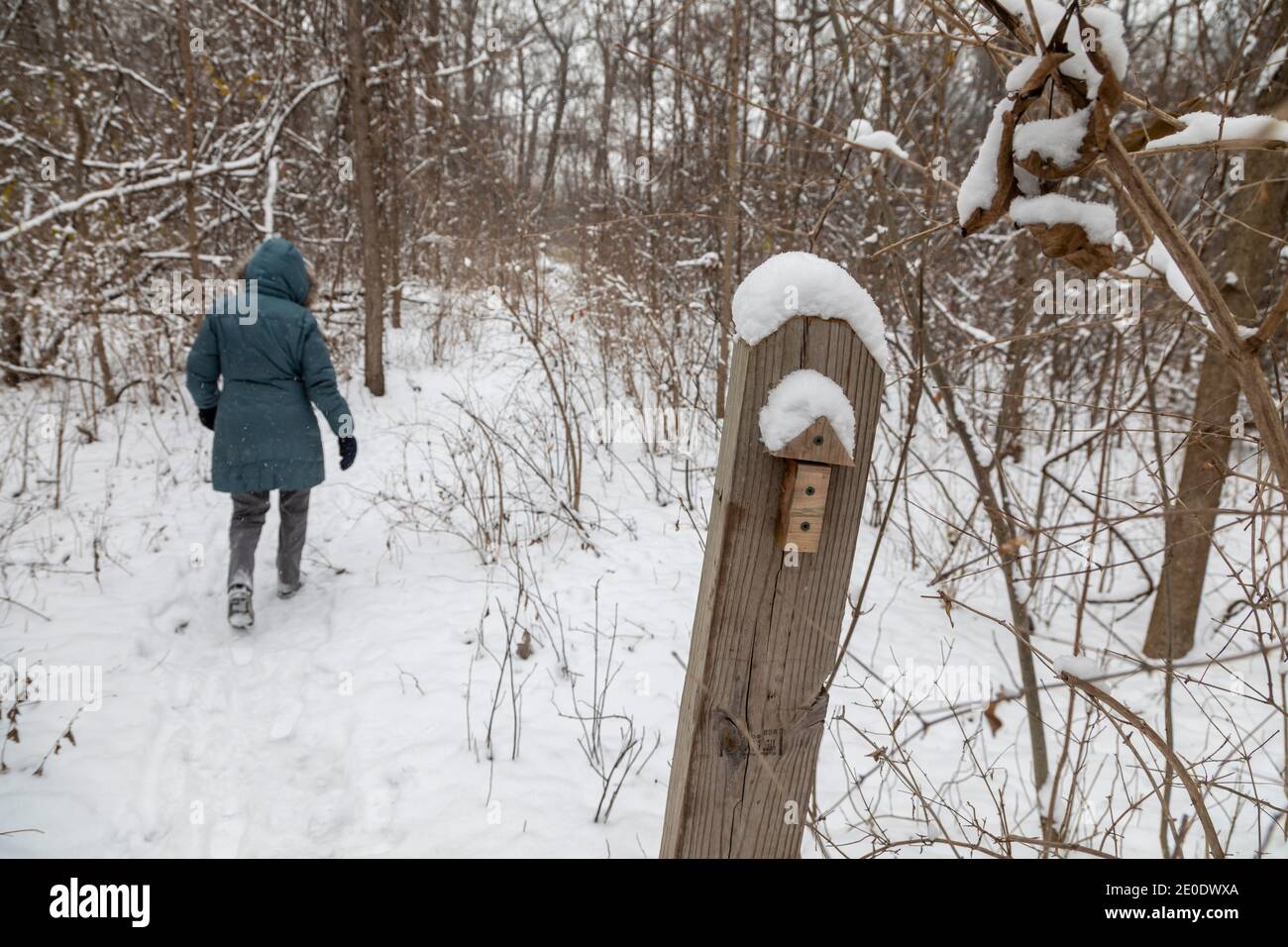 Detroit, Michigan - A hiker in the snow passes a trail marker on Belle Isle, a park in the Detroit River. Stock Photo