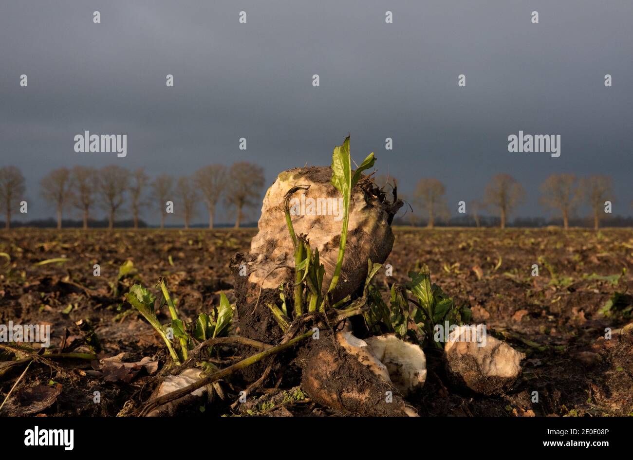 Sugarbeets left on a field after harvest, gnawed by mice or rabbits Stock Photo