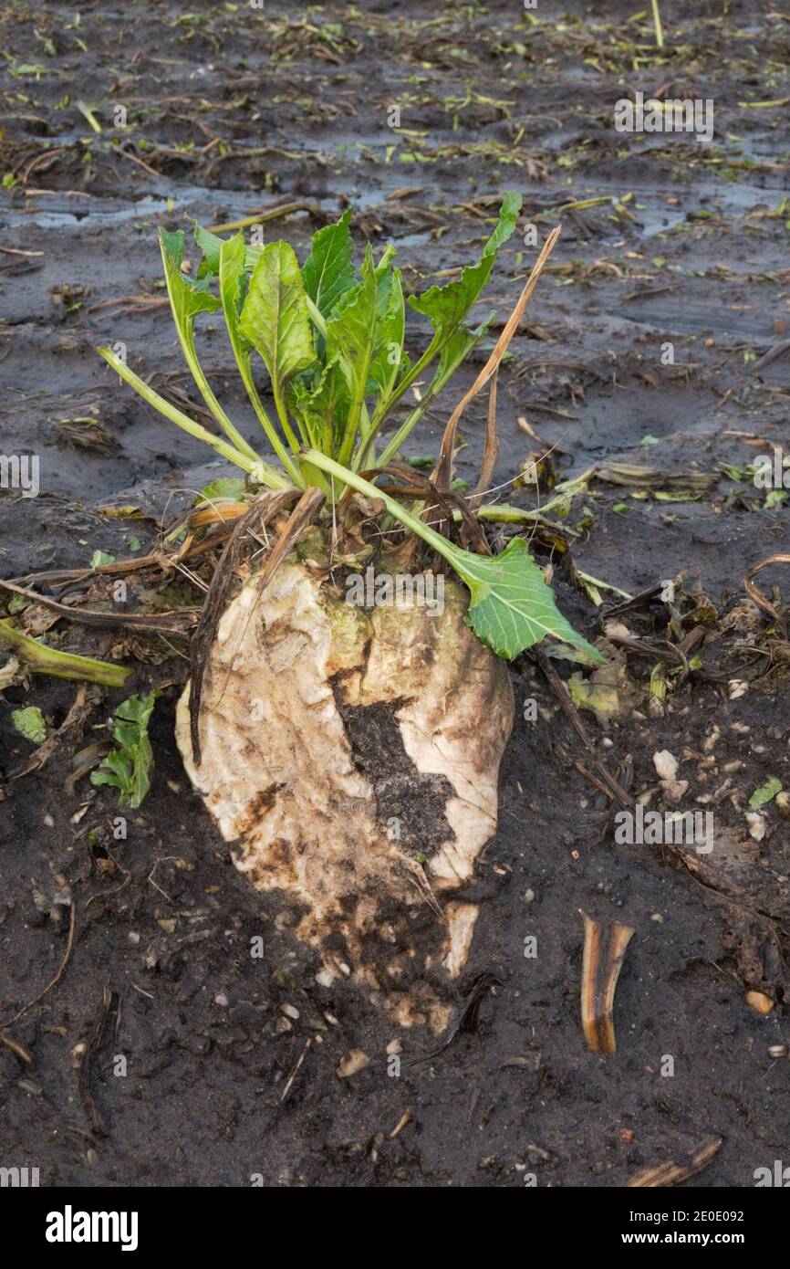 Sugarbeets left on a field after harvest, gnawed by mice or rabbits Stock Photo