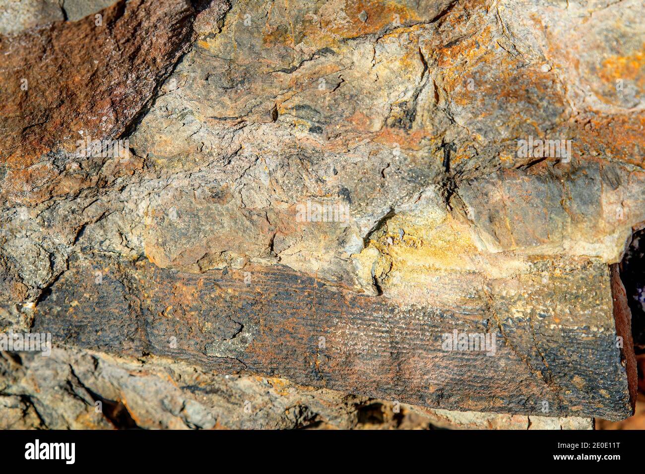A weathered fossil of a calamites branch in the side of a cliff. Calamites were common in the Carboniferous Period about 300 million years ago. Stock Photo