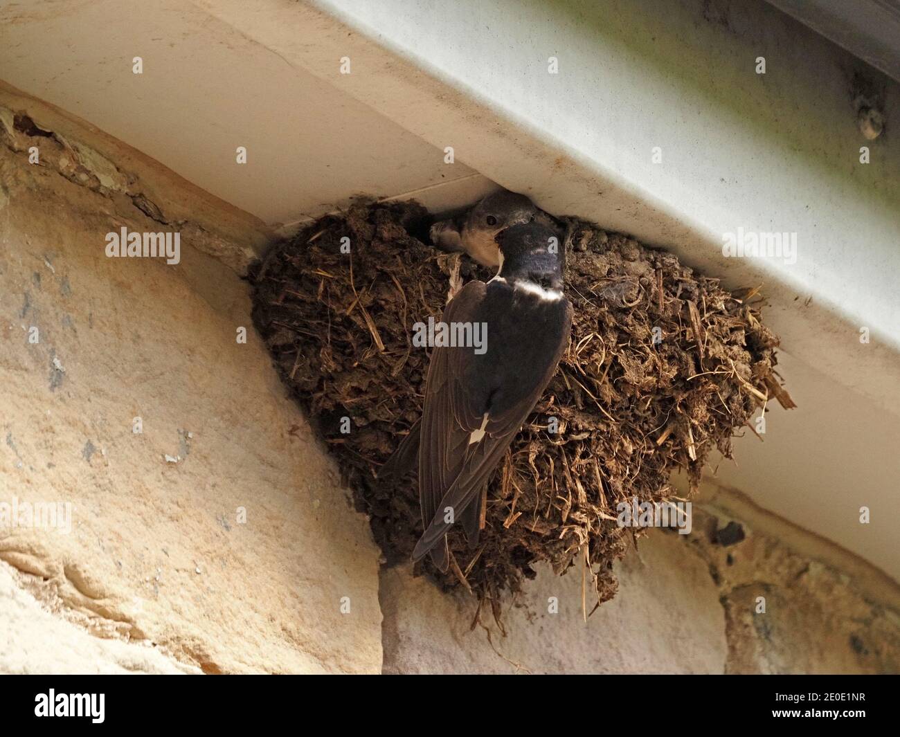 parent Northern or Common House Martin (Delichon urbicum) visiting