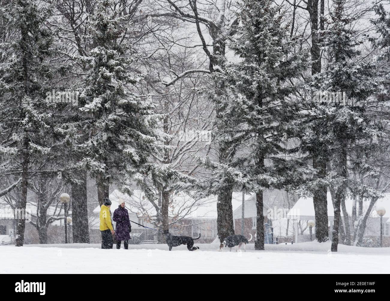 People walking their dogs during snowfall in Quebec, Canada Stock Photo