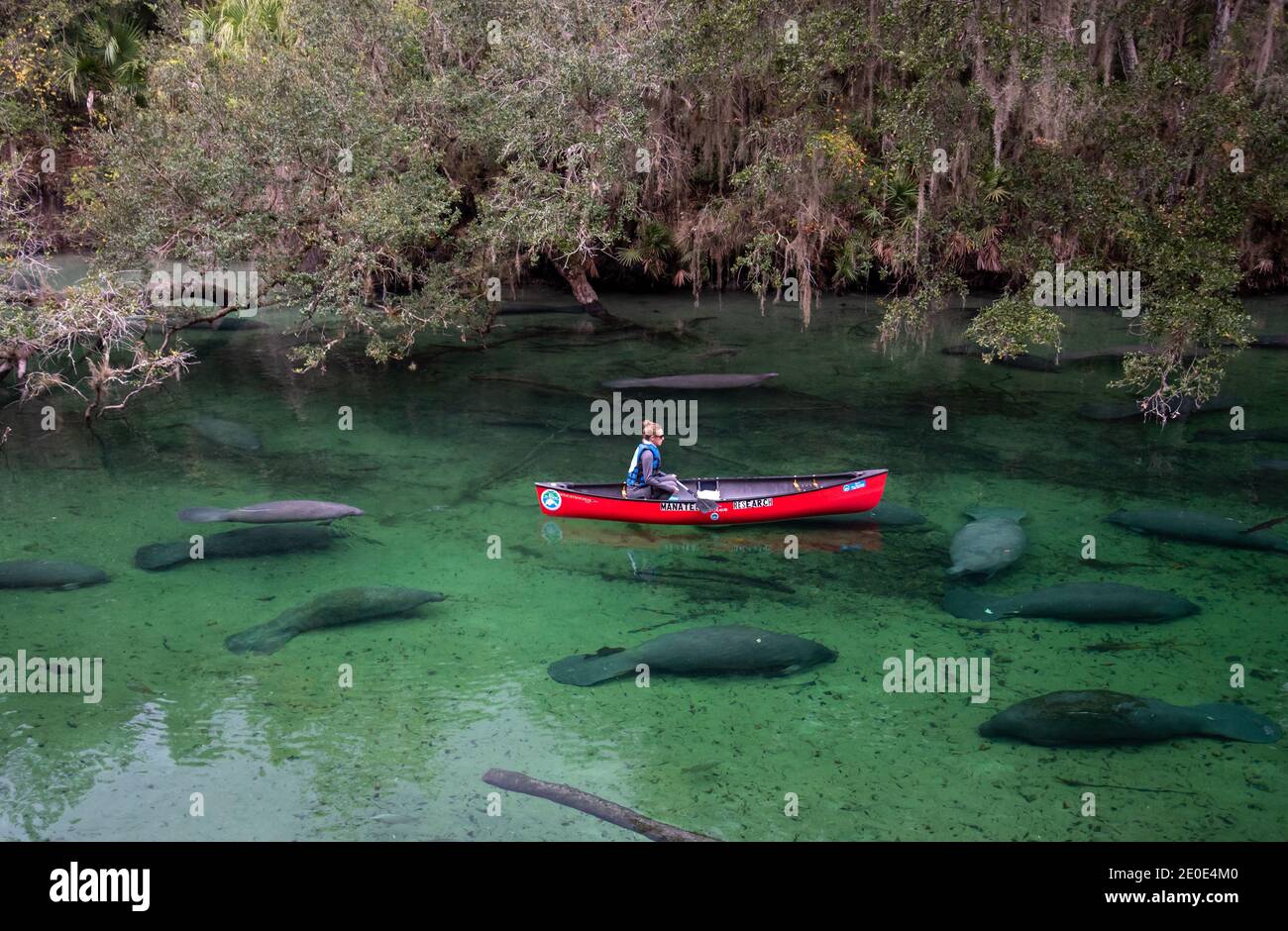 Manatees at Blue Springs State Park in Florida Stock Photo - Alamy