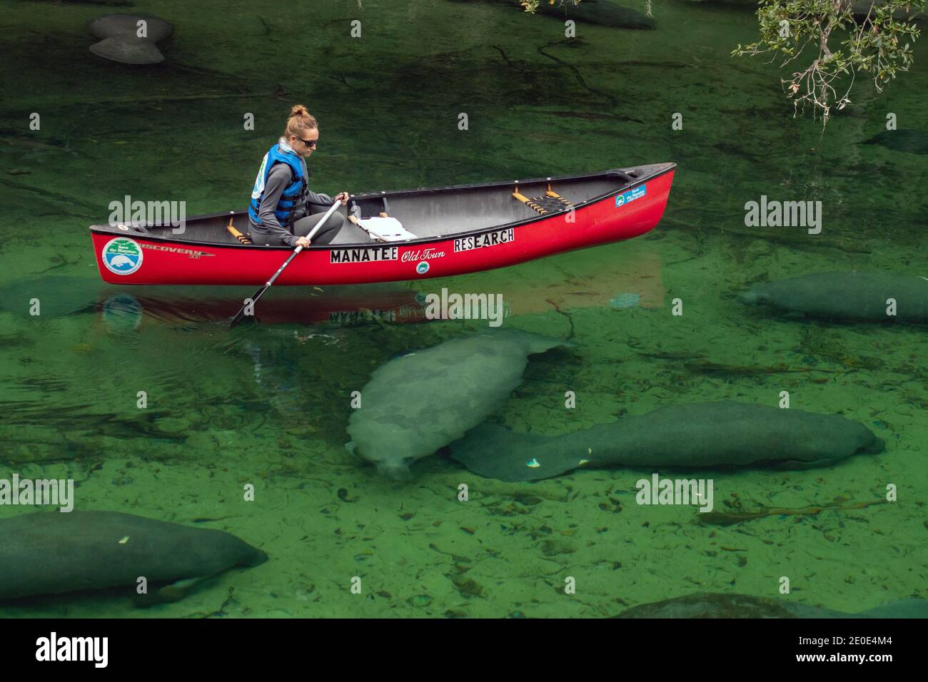 Manatees at Blue Springs State Park in Florida Stock Photo Alamy