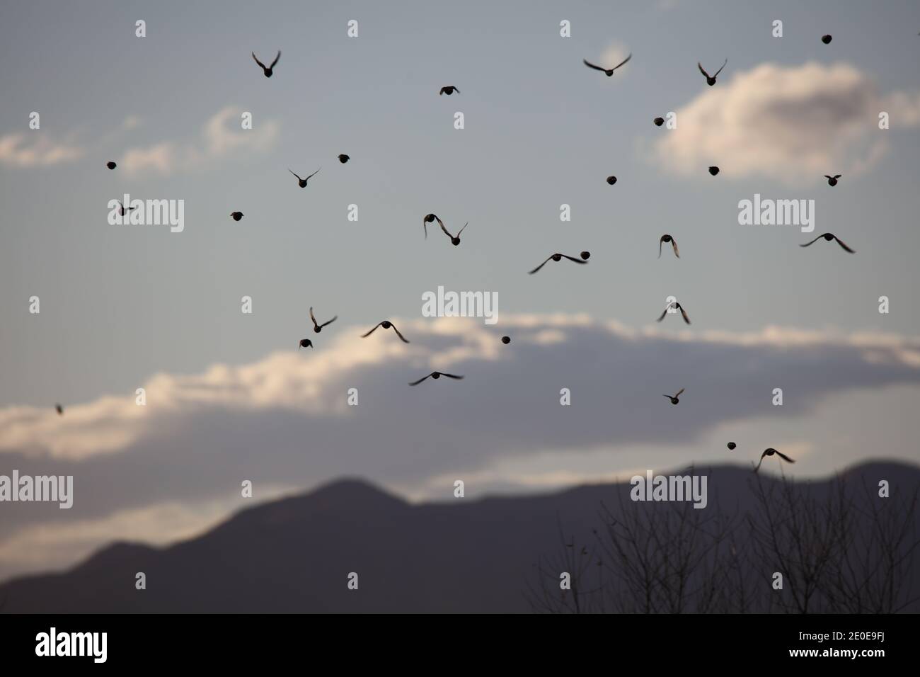 Sandhill Cranes at Whitewater Draw Stock Photo