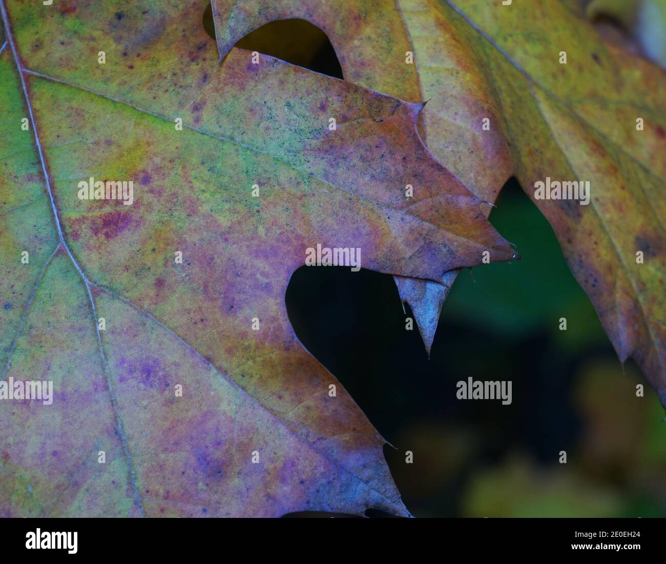 Autumn leaves of an oak in the forest. They start to change their color from green to brown. Stock Photo