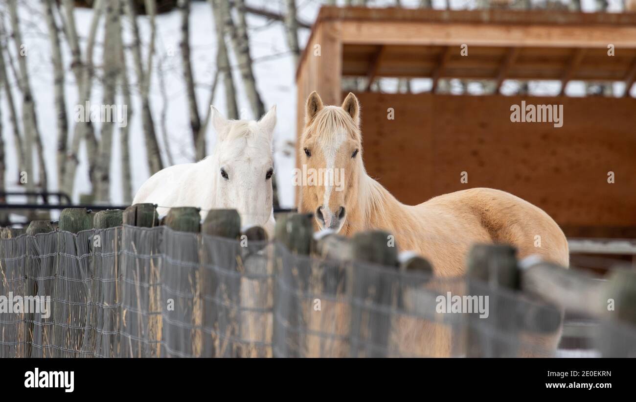 Horses During Winter Stock Photo