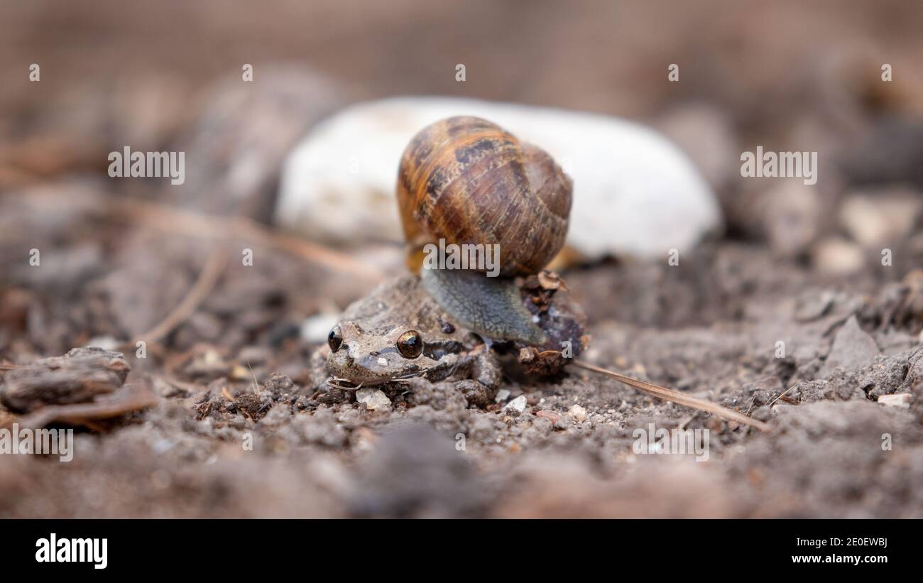 Snail Close Up Stock Photo