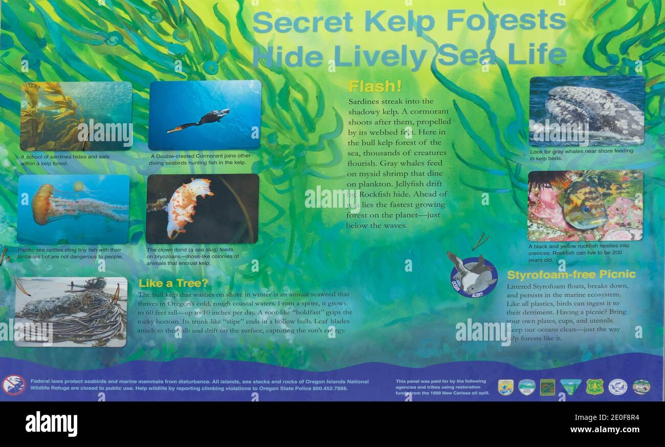 NEWPORT, OREGON - NOV 16, 2019 - Secret kelp forests hide sea life, near Newport on the Oregon coast Stock Photo