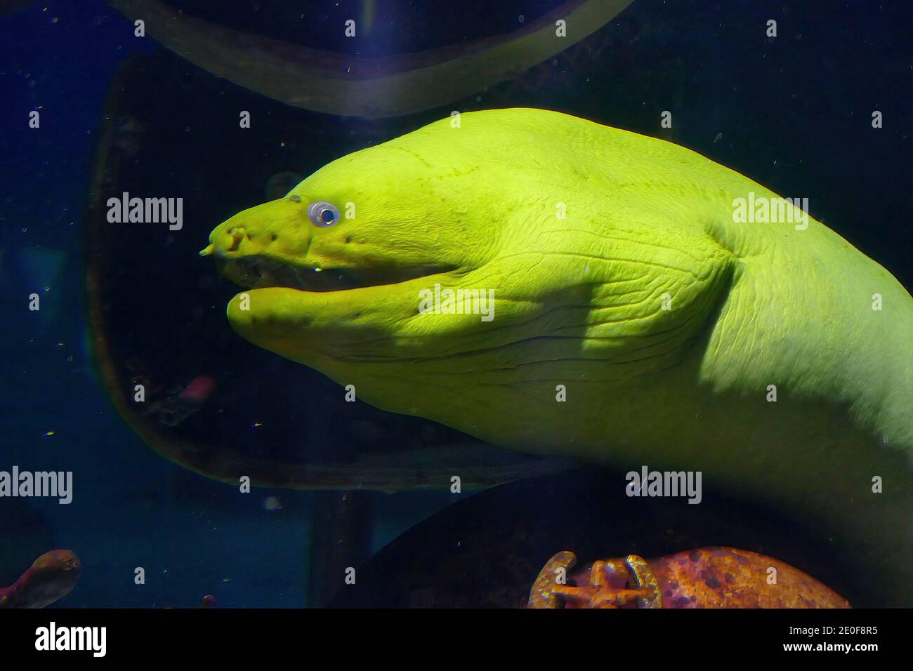 NEWPORT, OREGON - MAY 22, 2018 - Green moray eel ( Gymnothorax funebris ) in tank with diving helmets,  Newport, Oregon Stock Photo